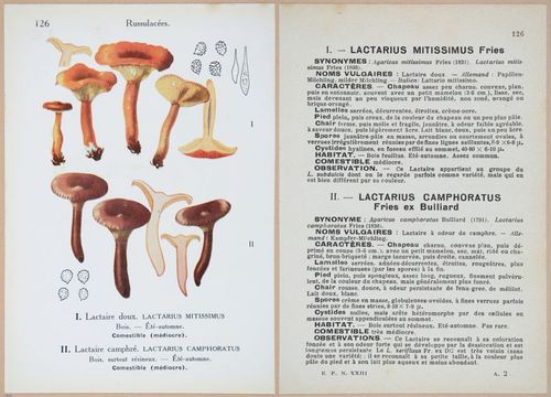 E409 - Les Champignons - i19476-19477