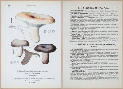 E409 - Les Champignons - i19480-19481