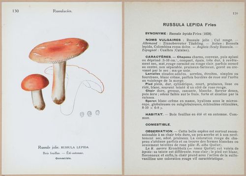 E409 - Les Champignons - i19484-19485