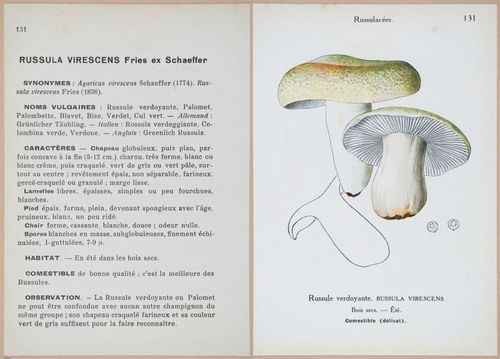 E409 - Les Champignons - i19486-19487