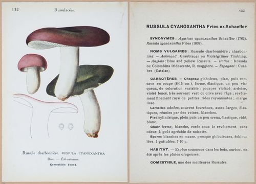 E409 - Les Champignons - i19488-19489