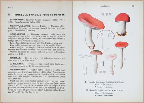 E409 - Les Champignons - i19492-19493