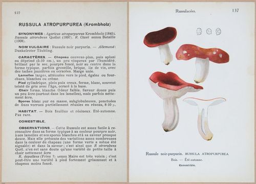 E409 - Les Champignons - i19500-19501