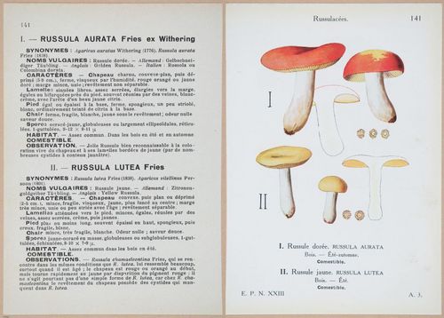 E409 - Les Champignons - i19508-19509