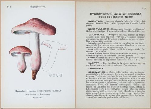 E409 - Les Champignons - i19513-19514