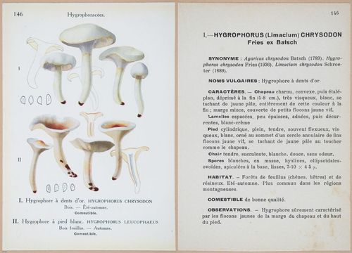E409 - Les Champignons - i19517-19518