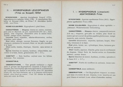E409 - Les Champignons - i19519-19520