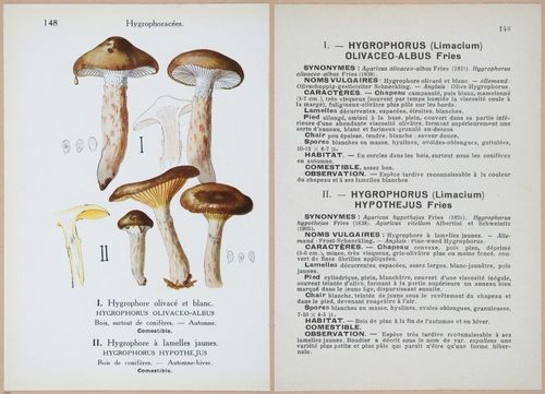 E409 - Les Champignons - i19523-19524