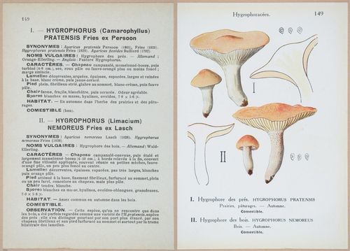 E409 - Les Champignons - i19525-19526