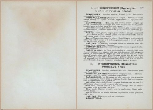 E409 - Les Champignons - i19527