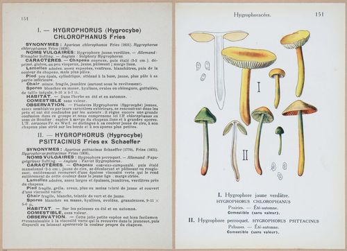 E409 - Les Champignons - i19528-19529