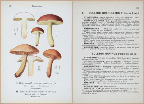 E409 - Les Champignons - i19542-19543