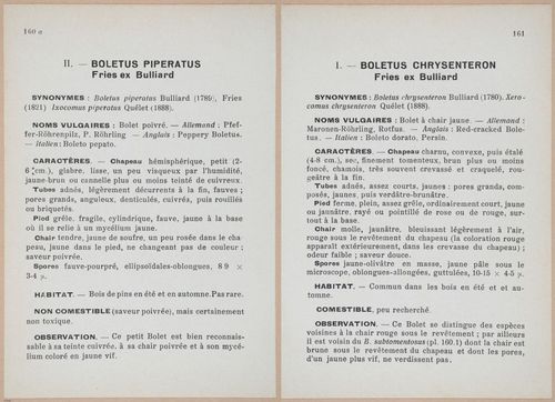 E409 - Les Champignons - i19548-19549