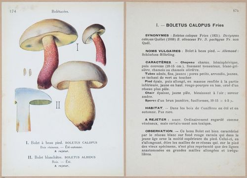 E409 - Les Champignons - i19576-19577