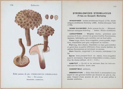 E409 - Les Champignons - i19582-19583