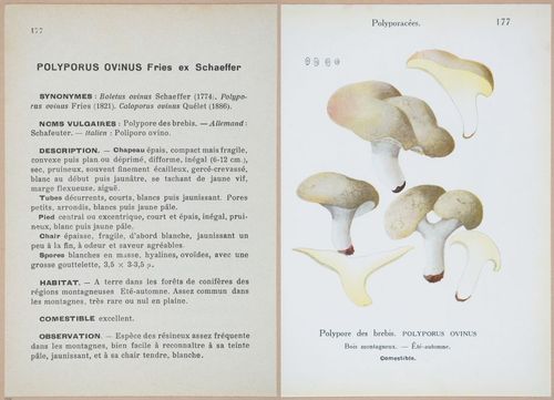 E409 - Les Champignons - i19584-19585