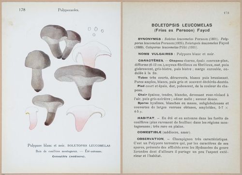 E409 - Les Champignons - i19586-19587