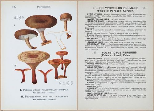E409 - Les Champignons - i19590-19591