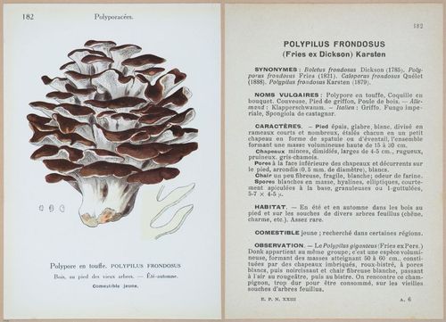 E409 - Les Champignons - i19594-19595