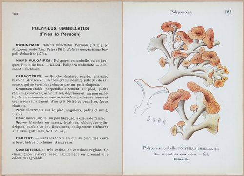 E409 - Les Champignons - i19596-19597