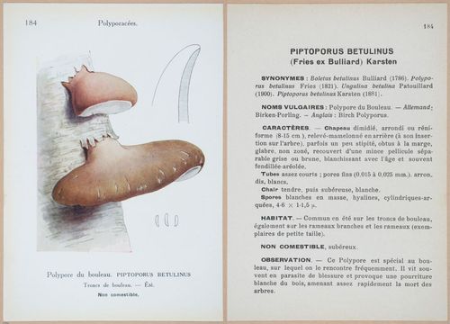 E409 - Les Champignons - i19598-19599