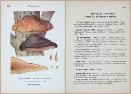 E409 - Les Champignons - i19602-19603