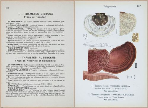 E409 - Les Champignons - i19604-19605