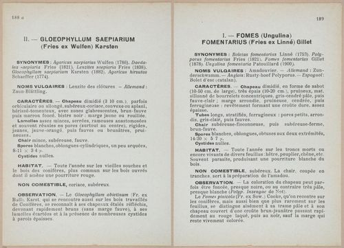 E409 - Les Champignons - i19608-19609