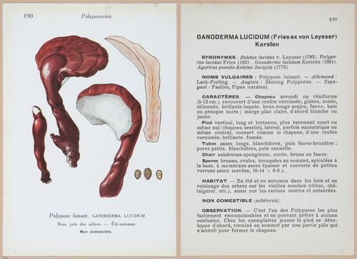 E409 - Les Champignons - i19614-19615