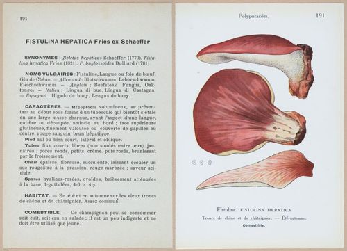 E409 - Les Champignons - i19616-19617