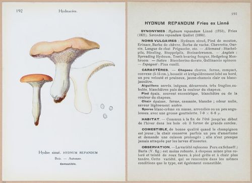 E409 - Les Champignons - i19618-19619
