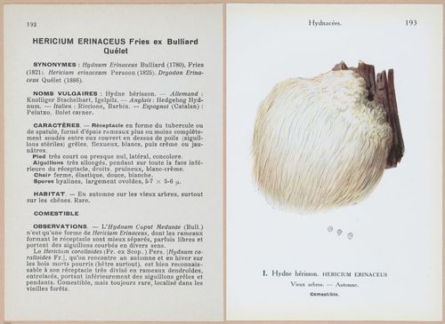 E409 - Les Champignons - i19620-19621