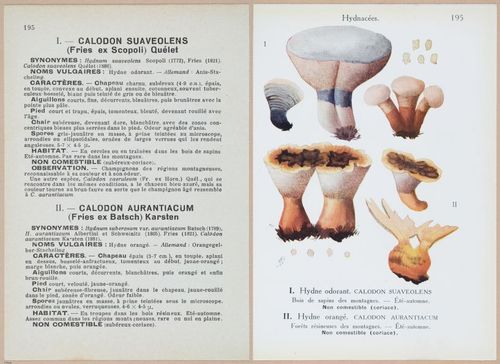 E409 - Les Champignons - i19624-19625