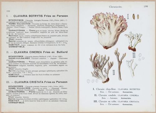 E409 - Les Champignons - i19632-19633