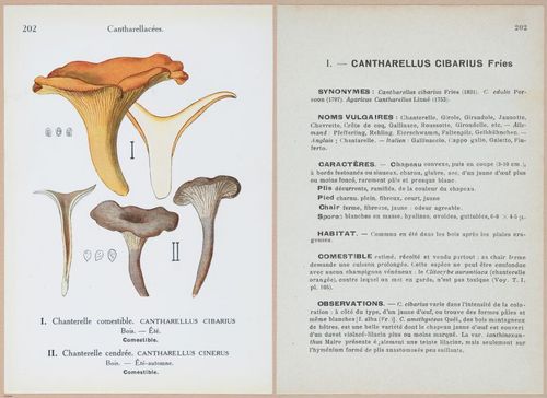 E409 - Les Champignons - i19638-19639