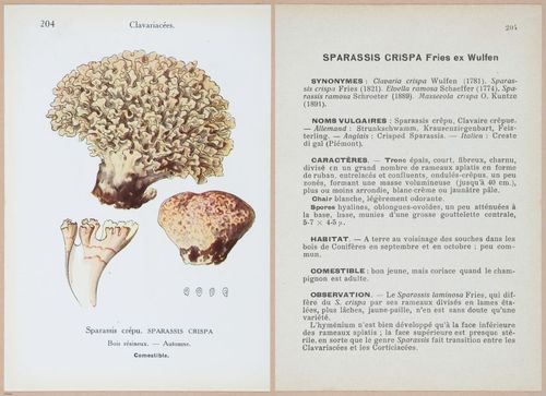 E409 - Les Champignons - i19644-19645
