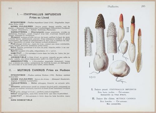 E409 - Les Champignons - i19646-19647