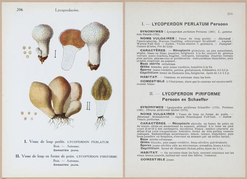 E409 - Les Champignons - i19648-19649