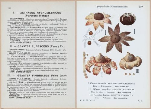 E409 - Les Champignons - i19654-19655