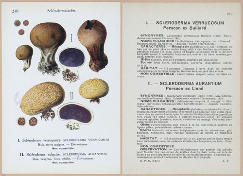 E409 - Les Champignons - i19656-19657
