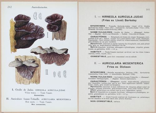 E409 - Les Champignons - i19660-19661