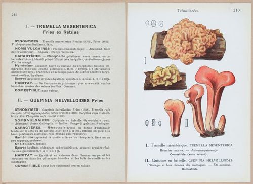 E409 - Les Champignons - i19662-19663