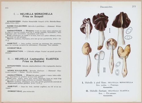 E409 - Les Champignons - i19666-19667