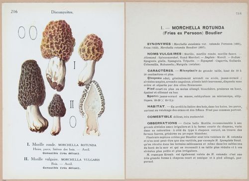 E409 - Les Champignons - i19668-19669