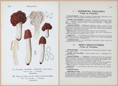 E409 - Les Champignons - i19674-19675