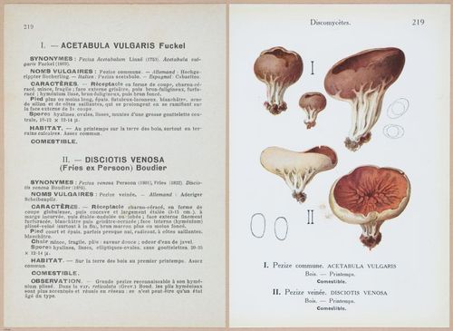 E409 - Les Champignons - i19676-19677