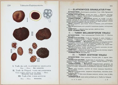 E409 - Les Champignons - i19686-19687