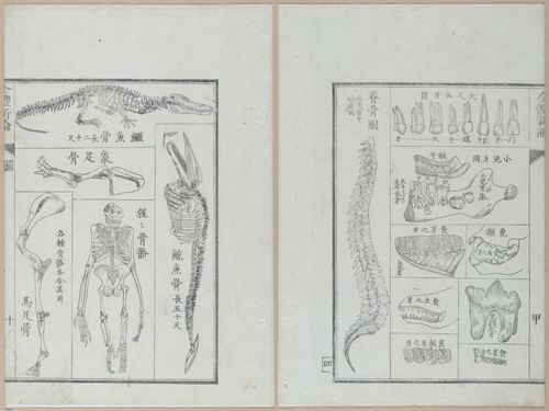 E419 - Japanese Medical - i20486-20485
