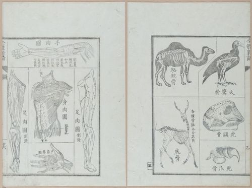 E419 - Japanese Medical - i20488-20487