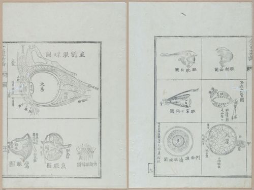 E419 - Japanese Medical - i20496-20495